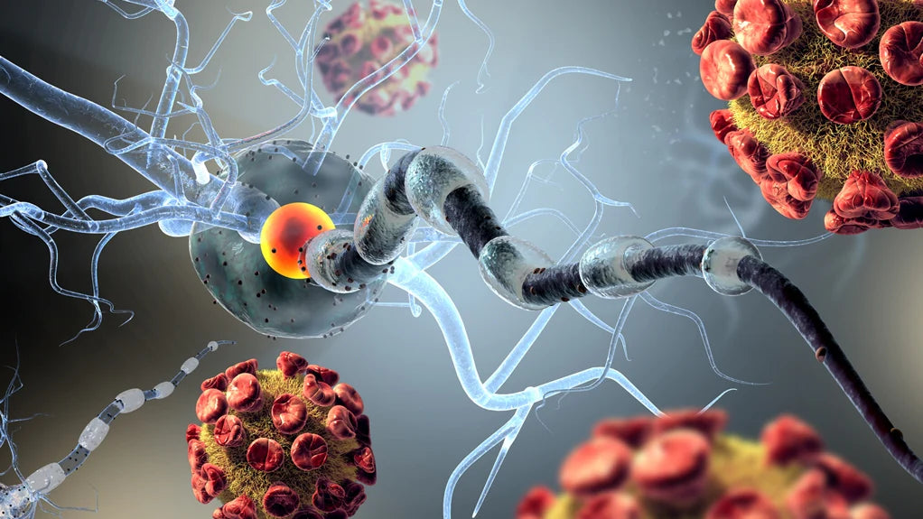 Zeń-szeń koreański a stwardnienie rozsiane potencjalne korzyści