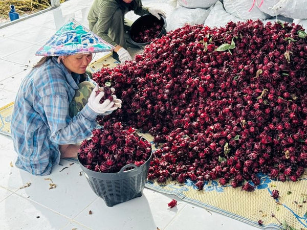 Ręczny zbiór i selekcja hibiskusa na farmie Koreańskiego Multi Greens