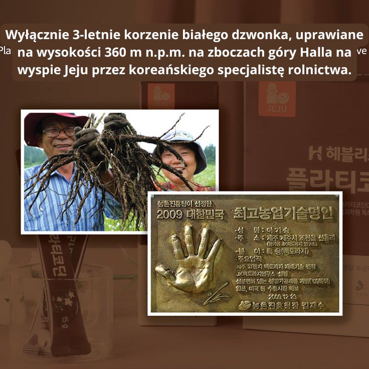 Starsza koreańska para podczas tradycyjnych zbiorów, trzymająca w rękach świeży, potężny korzeń dzwonka. Gwarancja autentyczności i naturalnego pochodzenia.